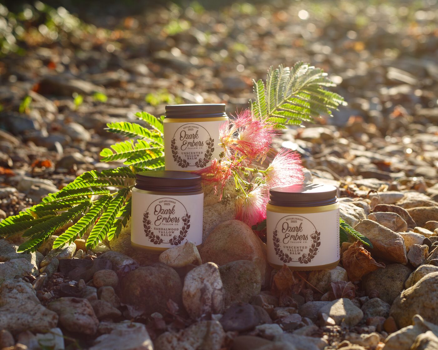 Three jars of tallow balm set on a creek bed among stones, with a sprig of mimosa, in evening light